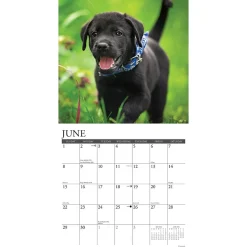2025 Willow Creek Just Black Lab Puppies 2025 Wall Calendar 12