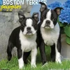 2025 Willow Creek Just Boston Terrier Puppies 12" x 12" Monthly Wall Calendar, Multicolor (41918)