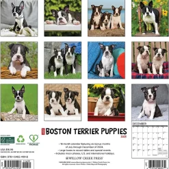 2025 Willow Creek Just Boston Terrier Puppies 12" x 12" Monthly Wall Calendar, Multicolor (41918)