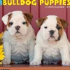 2025 Willow Creek Just Bulldog Puppies 12" x 12" Monthly Wall Calendar, Multicolor (42021)