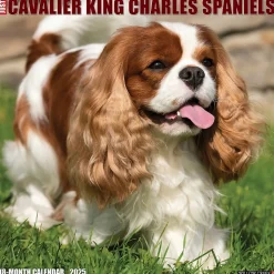 2025 Willow Creek Just Cavalier King Charles Spaniels 12" x 12" Monthly Wall Calendar (42274)