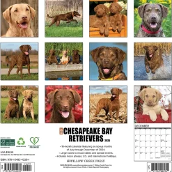 2025 Willow Creek Just Chesapeake Bay Retrievers 12" x 12" Monthly Wall Calendar (42281)