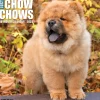2025 Willow Creek Just Chow Chows 12" x 12" Monthly Wall Calendar (42380)
