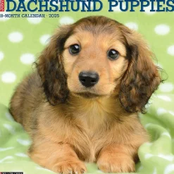 2025 Willow Creek Just Dachshund Puppies 12" x 12" Monthly Wall Calendar (42649)