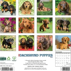 2025 Willow Creek Just Dachshund Puppies 12" x 12" Monthly Wall Calendar (42649)