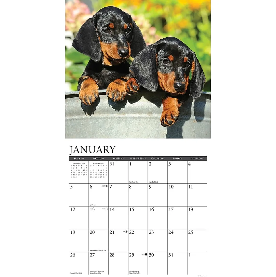 2025 Willow Creek Just Dachshund Puppies 12" x 12" Monthly Wall Calendar (42649)