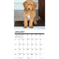 2025 Willow Creek Just Goldendoodles 12