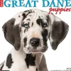 2025 Willow Creek Just Great Dane Puppies 12" x 12" Monthly Wall Calendar (43189)