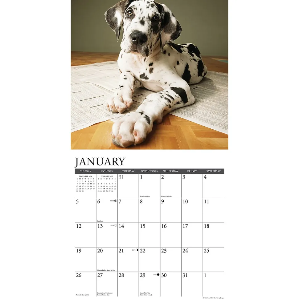 2025 Willow Creek Just Great Dane Puppies 12" x 12" Monthly Wall Calendar (43189)