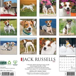 2025 Willow Creek Just Jack Russells 12" x 12" Monthly Wall Calendar (43554)