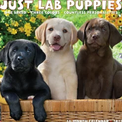 2025 Willow Creek Just Lab Puppies 12" x 12" Monthly Wall Calendar (43653)