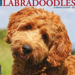 2025 Willow Creek Just Labradoodles 12" x 12" Monthly Wall Calendar (43660)