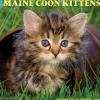 2025 Willow Creek Just Maine Coon Kittens 12" x 12" Monthly Wall Calendar (43820)
