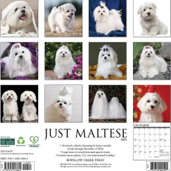2025 Willow Creek Just Maltese 12" x 12" Monthly Wall Calendar (43844)