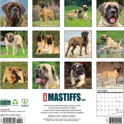 2025 Willow Creek Just Mastiffs 12" x 12" Monthly Wall Calendar (43851)