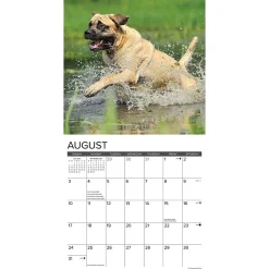 2025 Willow Creek Just Mastiffs 12