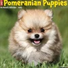 2025 Willow Creek Just Pomeranian Puppies 12" x 12" Monthly Wall Calendar (44490)