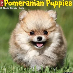 2025 Willow Creek Just Pomeranian Puppies 12" x 12" Monthly Wall Calendar (44490)