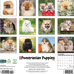 2025 Willow Creek Just Pomeranian Puppies 12" x 12" Monthly Wall Calendar (44490)