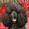 2025 Willow Creek Just Poodles 12" x 12" Monthly Wall Calendar (44520)