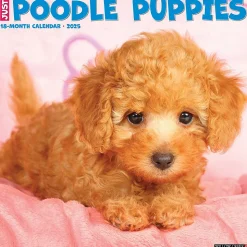 2025 Willow Creek Just Poodle Puppies 12" x 12" Monthly Wall Calendar (44513)