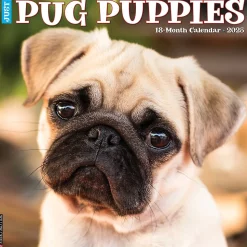 2025 Willow Creek Just Pug Puppies 12" x 12" Monthly Wall Calendar (44568)
