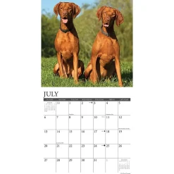 2025 Willow Creek Just Vizslas 12