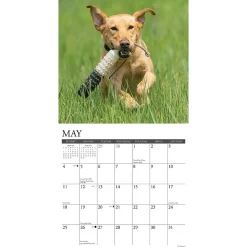 2025 Willow Creek Just Yellow Labs 12