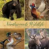 2025 Willow Creek Northwoods Wildlife 12" x 12" Monthly Wall Calendar (44230)