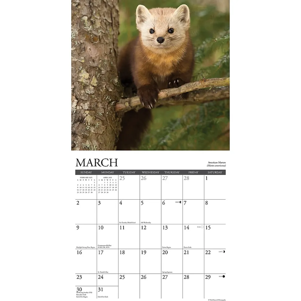 2025 Willow Creek Northwoods Wildlife 12" x 12" Monthly Wall Calendar (44230)