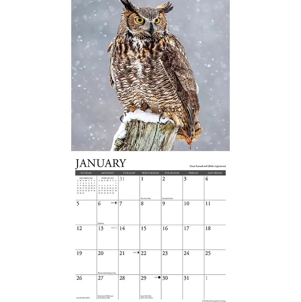 2025 Willow Creek Owls 12" x 12" Monthly Wall Calendar (44315)