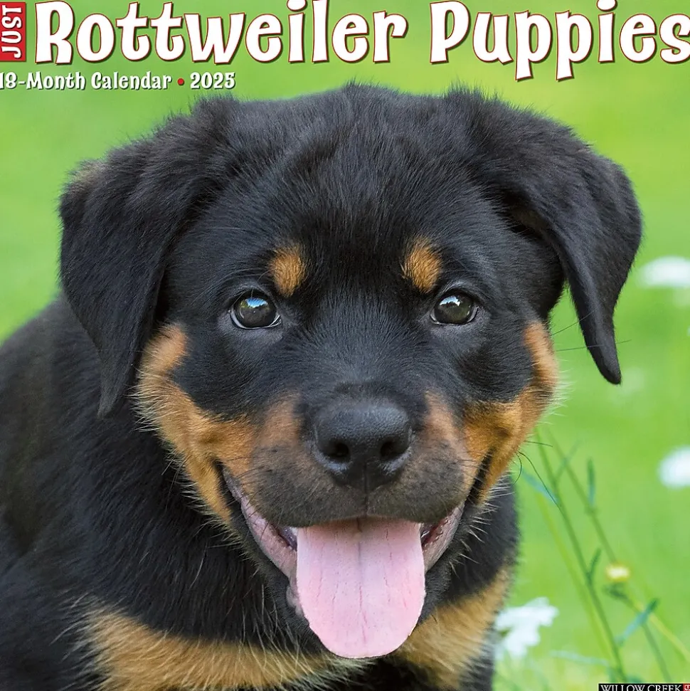 2025 Willow Creek Press Just Rottweiler Puppies 2025 Wall Calendar 12" x 12" (44681)