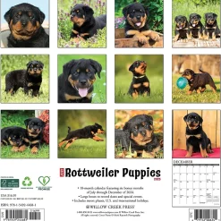 2025 Willow Creek Press Just Rottweiler Puppies 2025 Wall Calendar 12" x 12" (44681)