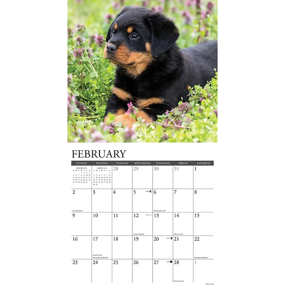 2025 Willow Creek Press Just Rottweiler Puppies 2025 Wall Calendar 12" x 12" (44681)