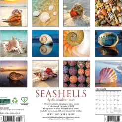 2025 Willow Creek Seashells 12" x 12" Monthly Wall Calendar (44797)