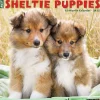 2025 Willow Creek Sheltie Puppies 12" x 12" Monthly Wall Calendar (44834)