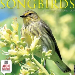 2025 Willow Creek Songbirds 12" x 12" Monthly Wall Calendar (44988)