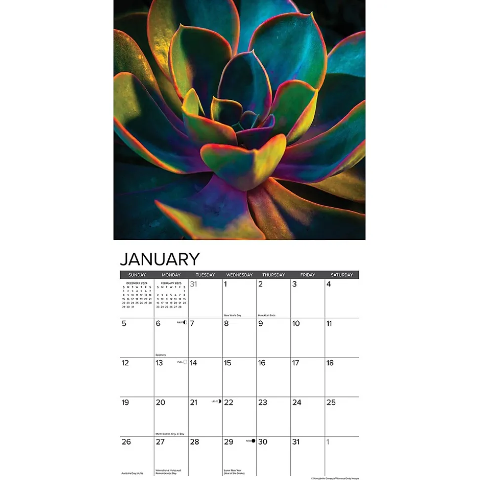 2025 Willow Creek Succulents 12" x 12" Monthly Wall Calendar (45022)