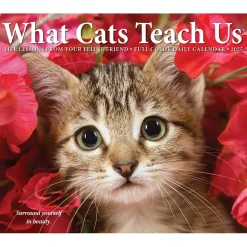 2025 Willow Creek What Cats Teach Us 6