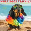 2025 Willow Creek What Dogs Teach Us 7" x 7" Monthly Wall Calendar (46029)