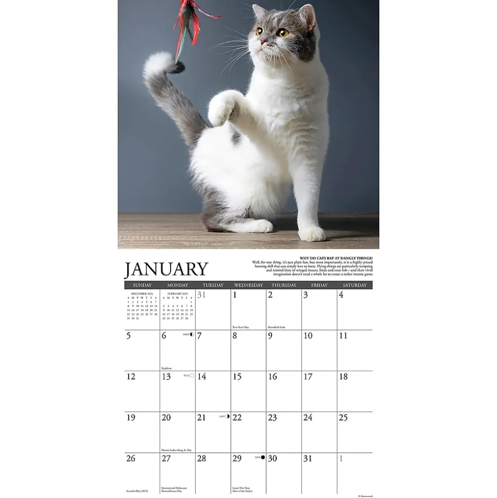 2025 Willow Creek Why Cats Do That 12" x 12" Monthly Wall Calendar (45435)