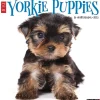 2025 Willow Creek Yorkie Puppies 12" x 12" Monthly Wall Calendar (45541)
