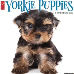 2025 Willow Creek Yorkie Puppies 12" x 12" Monthly Wall Calendar (45541)