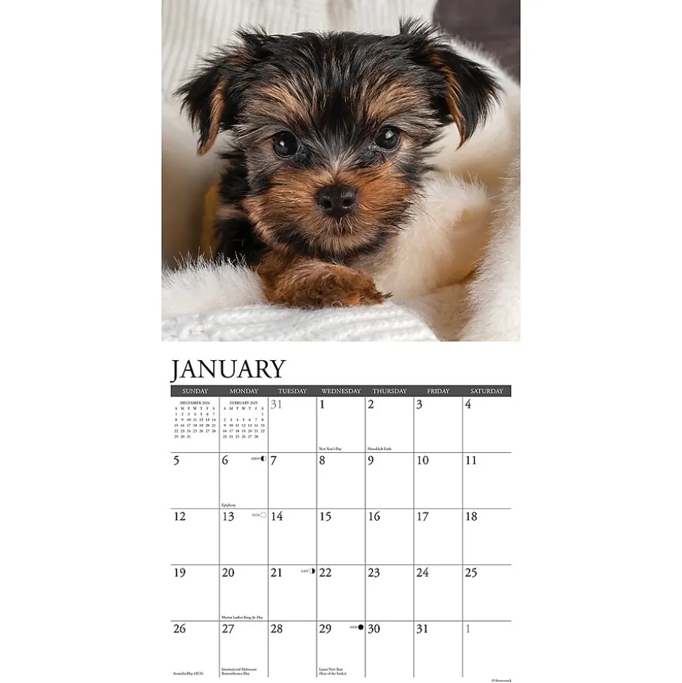 2025 Willow Creek Yorkie Puppies 12" x 12" Monthly Wall Calendar (45541)