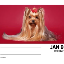 2025 Willow Creek Yorkies 6