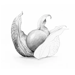 Staedtler Technico Value Pack Mechanical Pencil, 2mm Lead (980 SBKV)