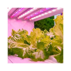 Viribright 11-Watt Full-Spectrum LED Leaf Grow Light Bulb (290108)